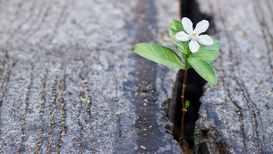 Flower growing through the crack in pavement