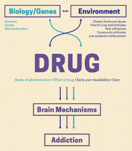 A diagram showing how the interaction between biology/genes, the environment, and drugs changes brain mechanisms to contribute to addiction.
