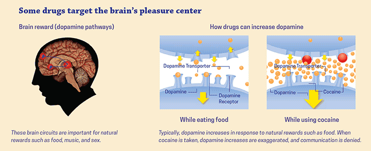 A picture containing diagram of the brain/dopamine reward system that is important for natural rewards such as food, music, and sex.