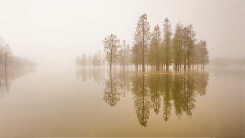 Beige colored photograph of pine-like trees reflecting on a lake in the brightness of day. There is a mist shrouding the image and give a comforting feeling.