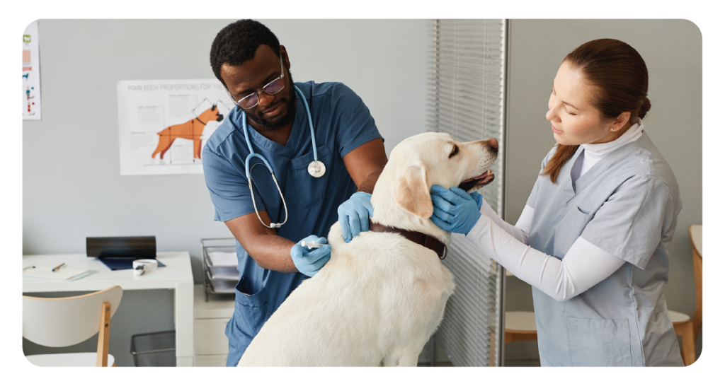 Veterinarians treating a lab dog.
