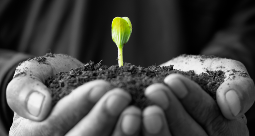 hands holding dirt with a sprout growing