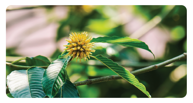 Mitragyna speciosa (kratom) branch with spiky cream flower and glossy green leaves in tropical forest light, close-up botanical detail. Thailand photography.